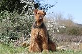 AIREDALE TERRIER 112